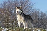 ALASKAN MALAMUTE 065